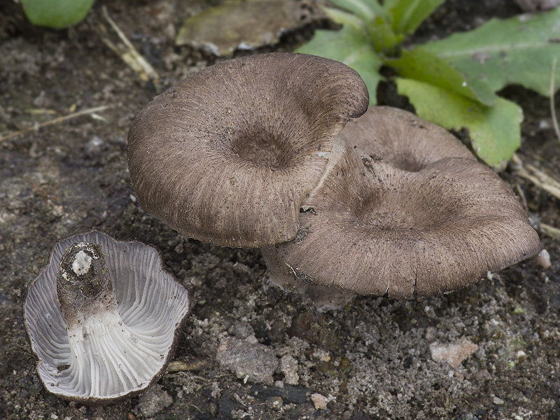 Faerberia carbonaria